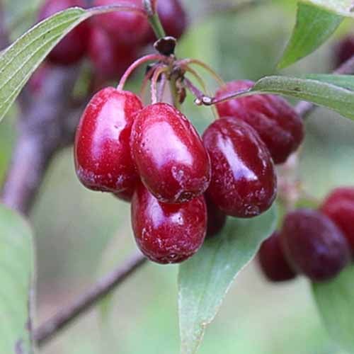 Dřín obecný Krana obrázek 1 artikel 4861