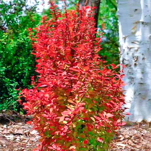 Dřišťál Orange Rocket obrázek 1 artikel 5587