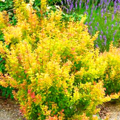 Dřišťál Orange Torch obrázek 1 artikel 5588