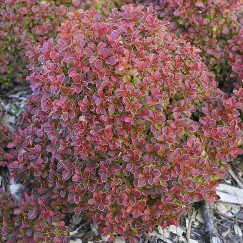 Dřišťál Thunbergův Admiration PBR, C2 obrázek 1 artikel 8505