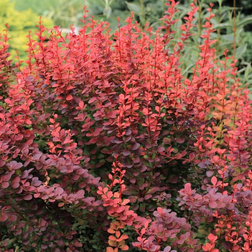 Dřišťál Thunbergův Atropurpurea obrázek 1 artikel 5645