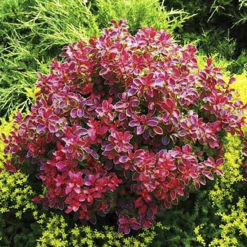 Dřišťál Thunbergův Coral PBR, C2 obrázek 1 artikel 8506