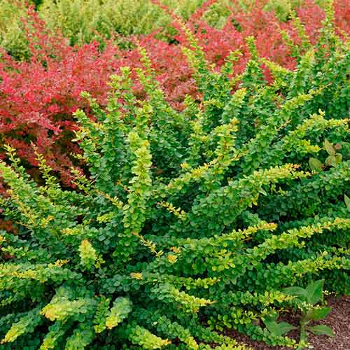 Dřišťál Thunbergův Green ornament obrázek 1 artikel 4710