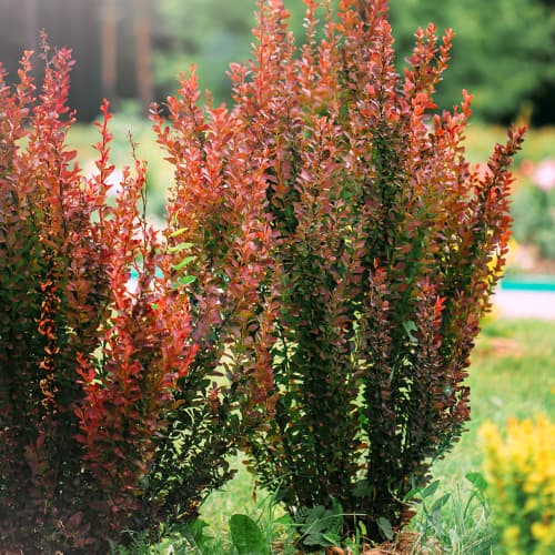 Dřišťál Thunbergův Helmond Pillar obrázek 1 artikel 9559