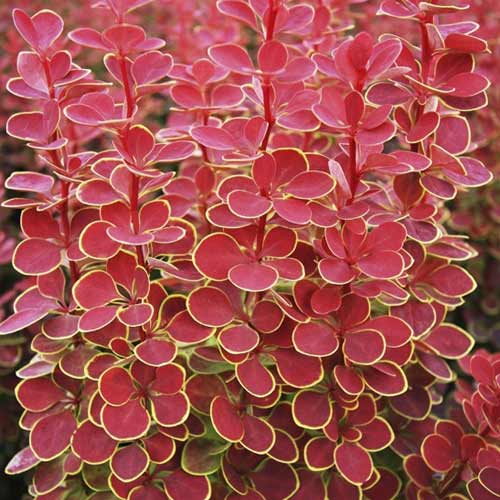 Dřišťál Thunbergův Orange Sunrise PBR, C2 obrázek 1 artikel 8507