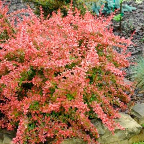 Dřišťál Thunbergův Red Carpet obrázek 1 artikel 4711