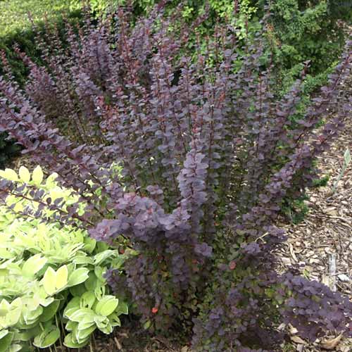 Dřišťál Thunbergův Summer Chocolate PBR, C2 obrázek 1 artikel 8508