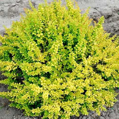 Dřišťál Thunbergův Sunsation obrázek 1 artikel 4709