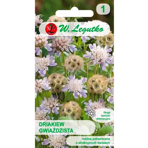 Dryáda hvězdicovitá obrázek 1 artikel 96697