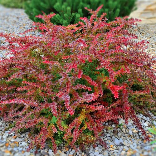 Dřišťál Thunbergův Golden Ring, P9 obrázek 1 artikel 9003