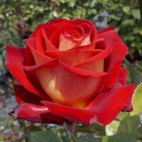 Růže velkokvětá Bicolette, root ball obrázek 1 artikel 2106