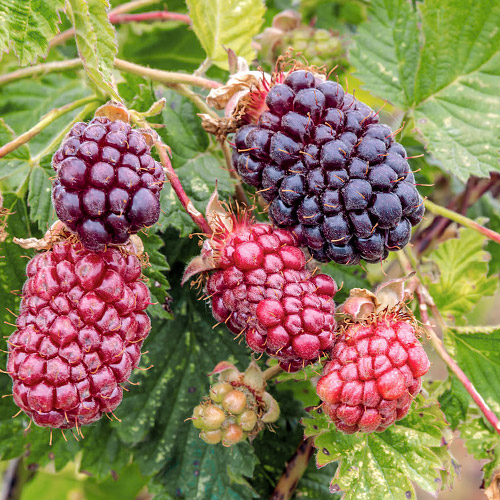 Malinoostružina Boysenberry obrázek 1 artikel 7508