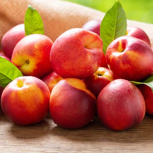 Nekrarinka Rafale obrázek 1 artikel 4286