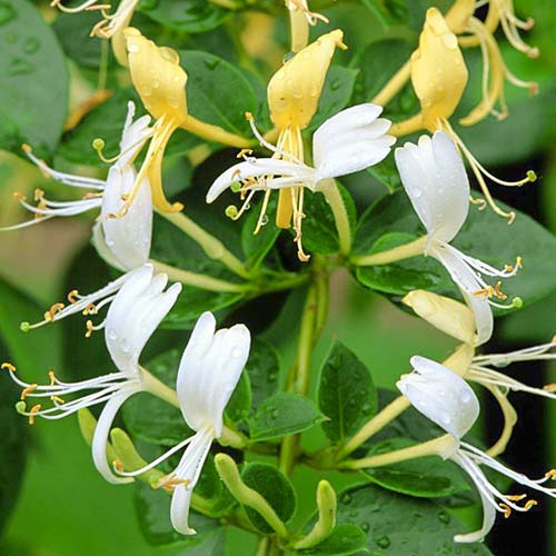 Zimolez japonský Halls prolific artikel fotografie 2 Zimolez japonský Halls prolific obrázek 2 artikel 9179