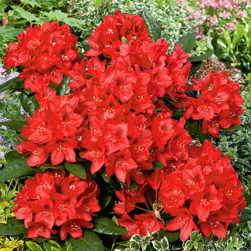 Rododendron Red Jack, P9 obrázek 1 artikel 9087