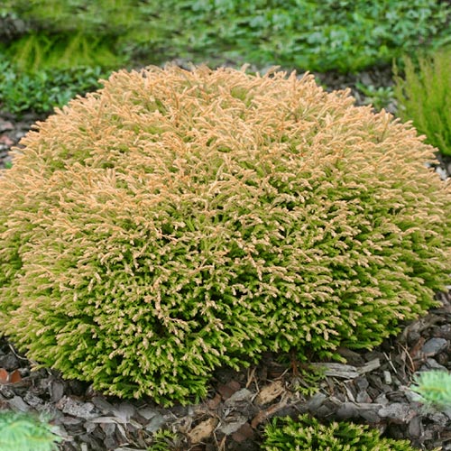 Tůje západní Golden Tuffet artikel fotografie 1 Tůje západní Golden Tuffet obrázek 1 artikel 9465