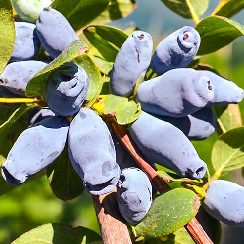 Zimolez kamčatský Jolanta obrázek 1 artikel 9330