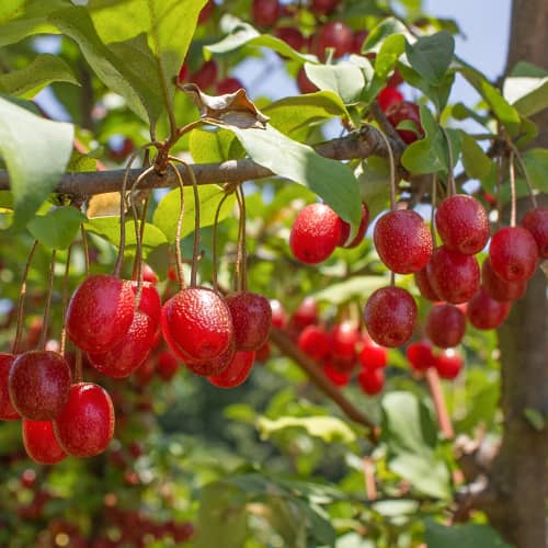 Elaeagnus umbellata Pointilla Sweet'N'Sour®, С2 artikel fotografie 1 Elaeagnus umbellata Pointilla Sweet'N'Sour®, С2 obrázek 1 artikel 7771