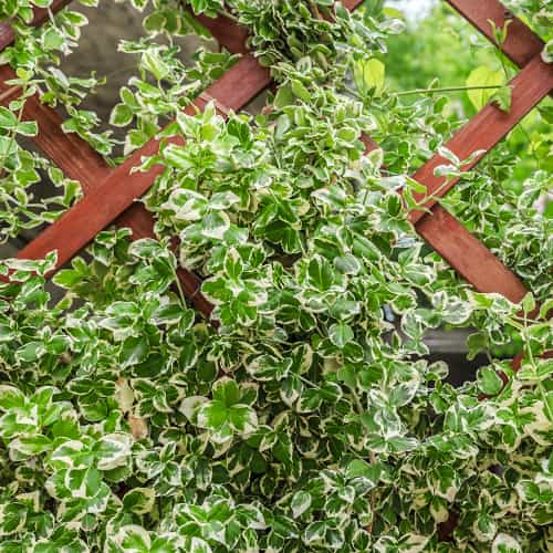 Euonymus fortunei Silver Queen, С2 obrázek 1 artikel 7772