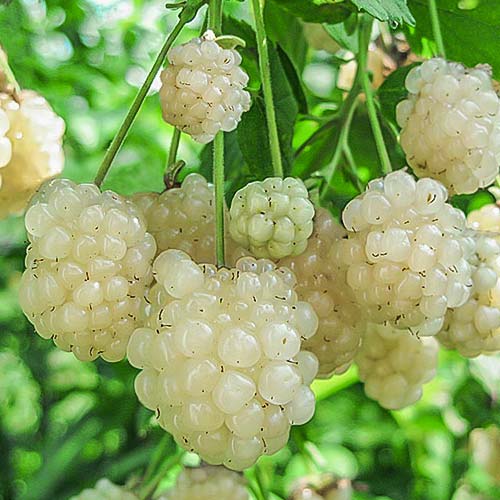 Ostružina White artikel fotografie 1 Ostružina White obrázek 1 artikel 7690