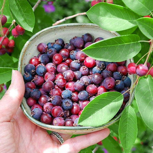 Muchovník Brilliance obrázek 1 artikel 9310