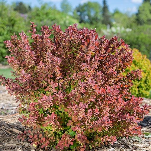 Dřišťál Thunbergův Pink Perfection obrázek 1 artikel 9558