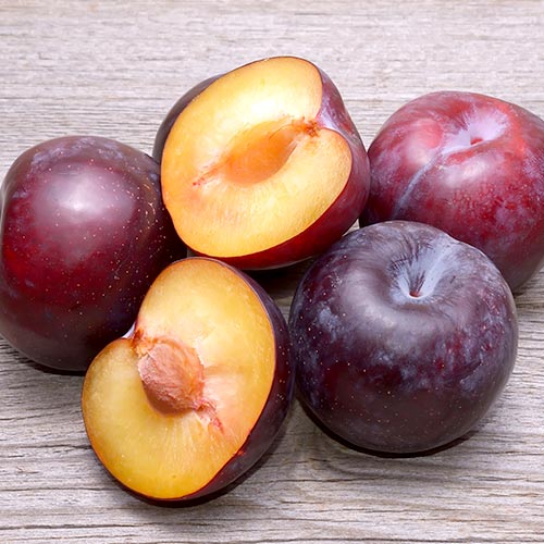 Slivoň Angeleno obrázek 1 artikel 4308