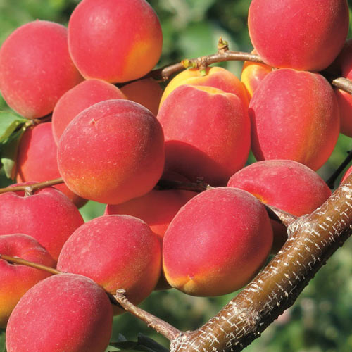 Meruňka Paroly obrázek 1 artikel 7955