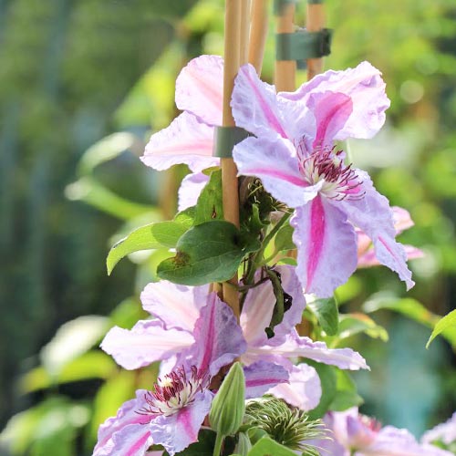 Plamének Mrs N. Thompson artikel fotografie 1 Plamének Mrs N. Thompson obrázek 1 artikel 9061