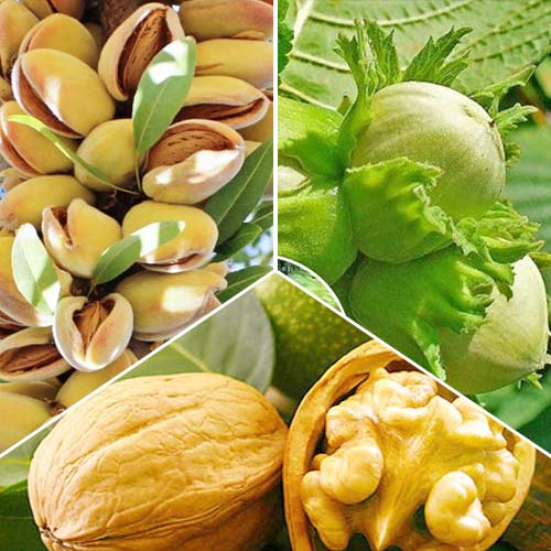 Super nabídka! Sada Jabloňové trio, 3 sazenice obrázek 1 artikel 6945