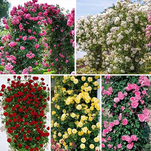 Super nabídka! Sada pnoucích růží Top Garden, 5 sazenic artikel fotografie 1 Super nabídka! Sada pnoucích růží Top Garden, 5 sazenic obrázek 1 artikel 3697