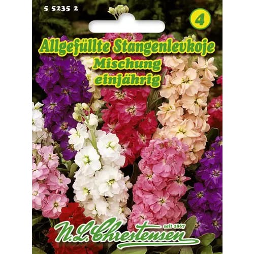 Fiala letní, směs obrázek 1 artikel 96437