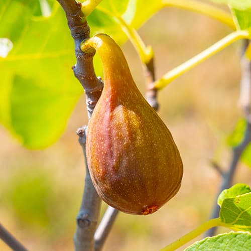 Fíkovník Francesco, С2 artikel fotografie 1 Fíkovník Francesco, С2 obrázek 1 artikel 5454