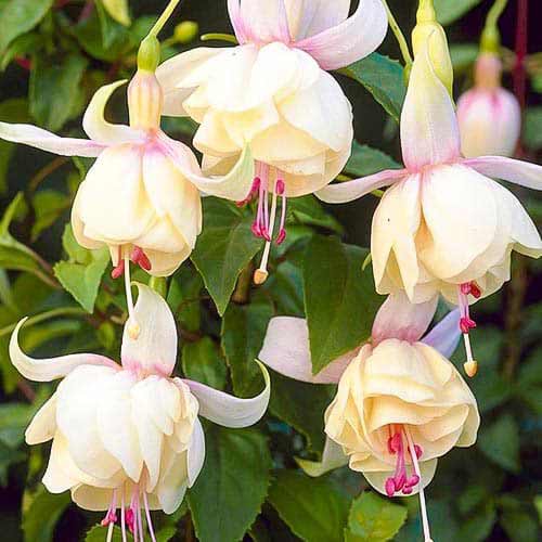 Fuchsie Annabel artikel fotografie 1 Fuchsie Annabel obrázek 1 artikel 76692