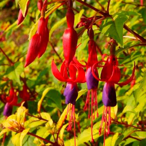Fuchsie Genii artikel fotografie 1 Fuchsie Genii obrázek 1 artikel 5598