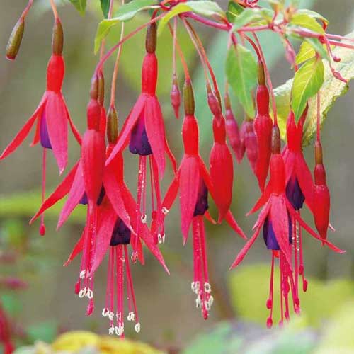 Fuchsie Riccartonii artikel fotografie 1 Fuchsie Riccartonii obrázek 1 artikel 5599