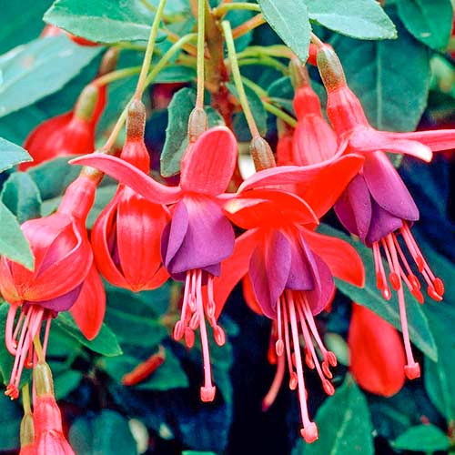 Fuchsie Tom Pouce artikel fotografie 1 Fuchsie Tom Pouce obrázek 1 artikel 5600