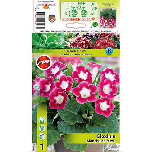 Gloxinie Blanche de Meru artikel fotografie 1 Gloxinie Blanche de Meru obrázek 1 artikel 76259