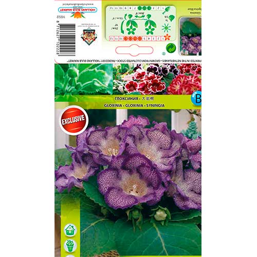 Gloxinie Tigrina Blue artikel fotografie 1 Gloxinie Tigrina Blue obrázek 1 artikel 76261