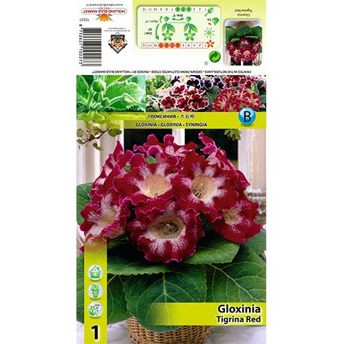 Gloxinie Tigrina Red obrázek 1 artikel 70407