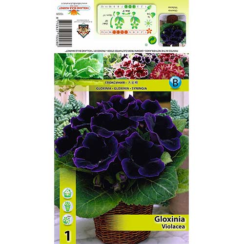 Gloxinie Violacea obrázek 1 artikel 70408