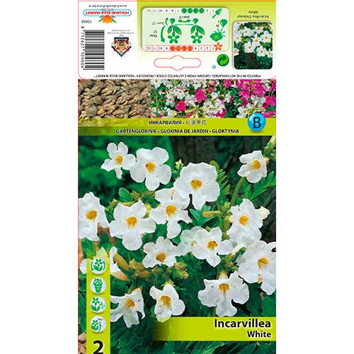 Gloxinie zahradní bílá artikel fotografie 1 Gloxinie zahradní bílá obrázek 1 artikel 76281