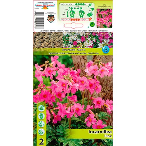 Gloxinie zahradní růžová obrázek 1 artikel 76280