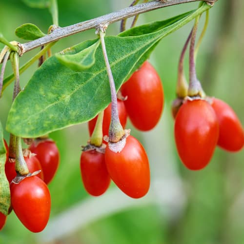 Goji New Big, P9 obrázek 1 artikel 9322