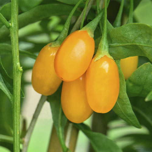 Goji Amber Sweet Goji ®, С2 artikel fotografie 1 Goji Amber Sweet Goji ®, С2 obrázek 1 artikel 8206