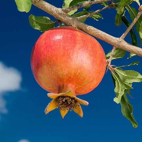 Granátovník Wonderful, С2 obrázek 1 artikel 4868