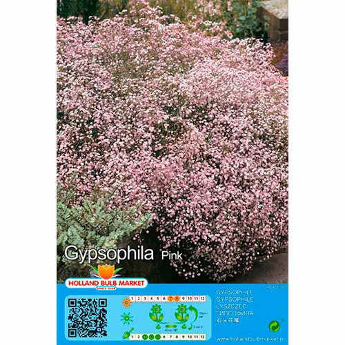 Gypsophila růžový obrázek 1 artikel 76453