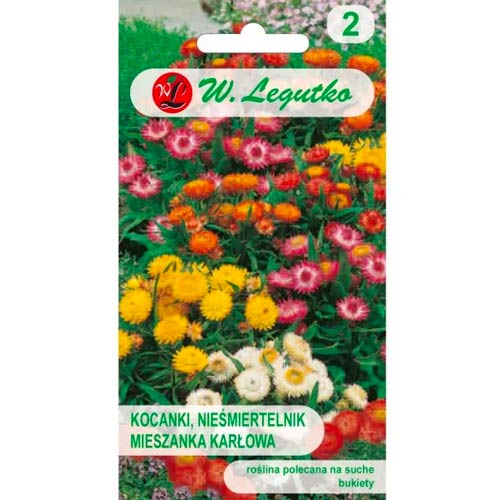 Helichrysums trpaslík Tom Thumb, směs artikel fotografie 1 Helichrysums trpaslík Tom Thumb, směs obrázek 1 artikel 78569