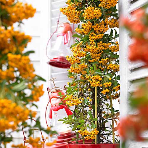 Hlohyně Soleil d'Or obrázek 1 artikel 4768