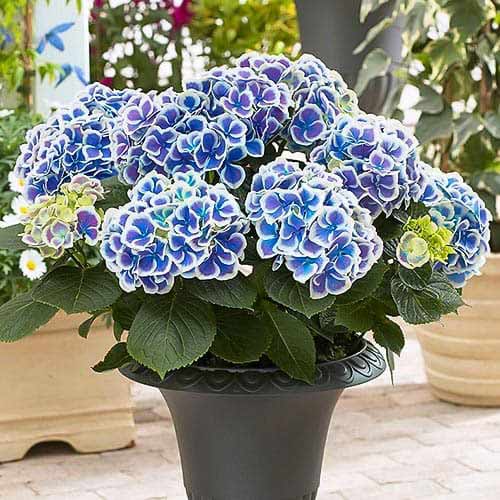 Hortenzie Bicolor Blue-White obrázek 1 artikel 76695